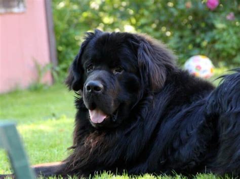 big black dog breeds|24 Big Black Dog Breeds [+3 Mixed Breeds We Love!].